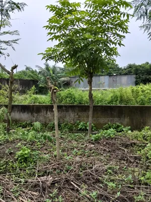 5 katha plot for sale in Purbachal Sector 25
