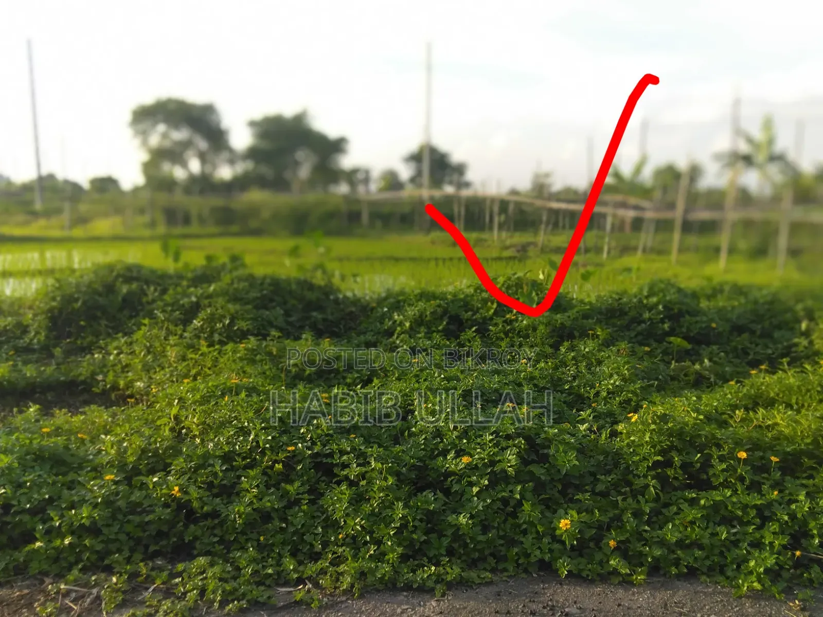 আবাসিক প্লটের এলাকা ৩ কাঠা