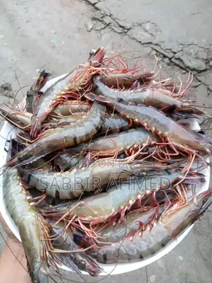 Fresh Bagda Prawns directly from Satkhira! Booking ongoing