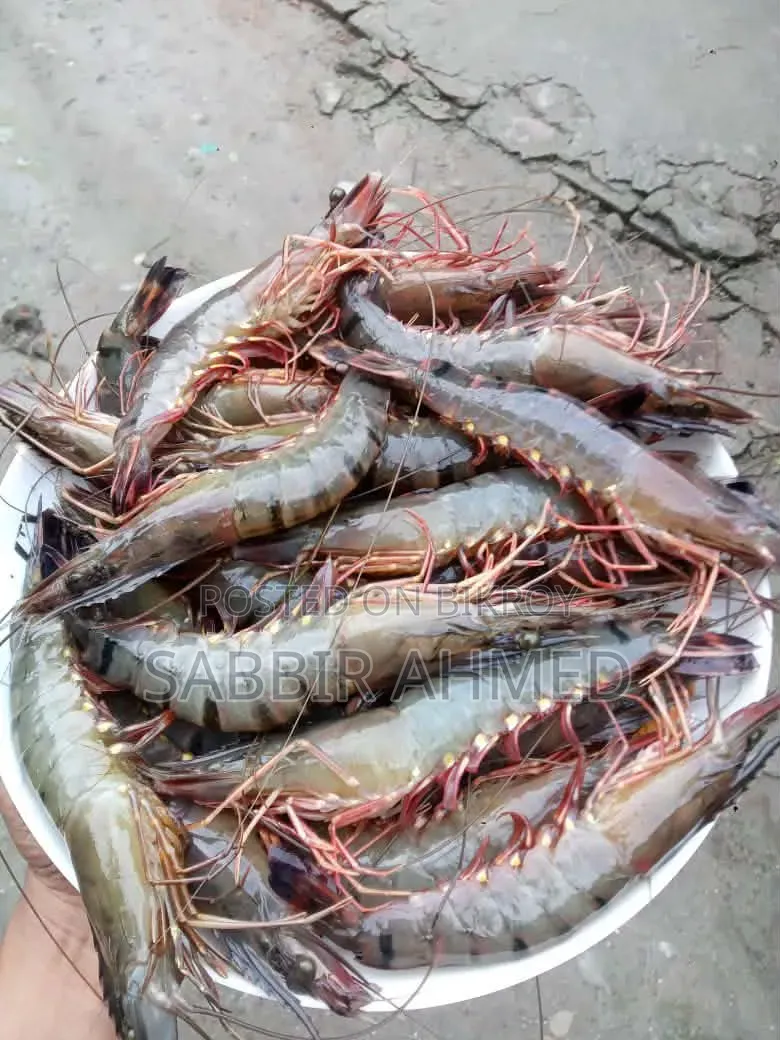 Fresh Bagda Prawns directly from Satkhira! Booking ongoing