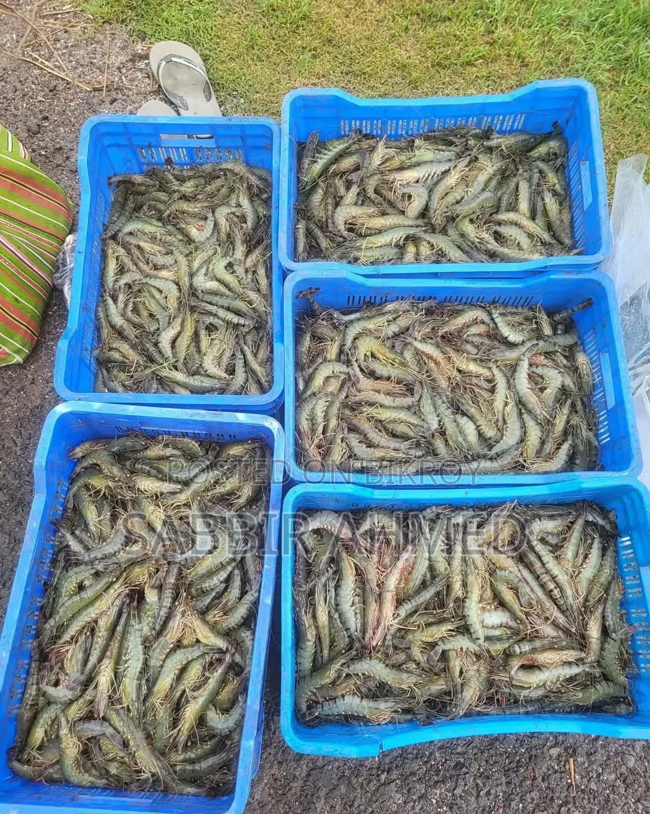 Fresh Bagda Prawns directly from Satkhira! Booking ongoing