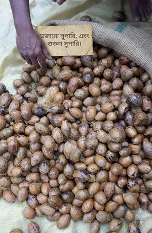 Dry and Soaked Betel Nuts for Sale at Much Lower Than Market Price