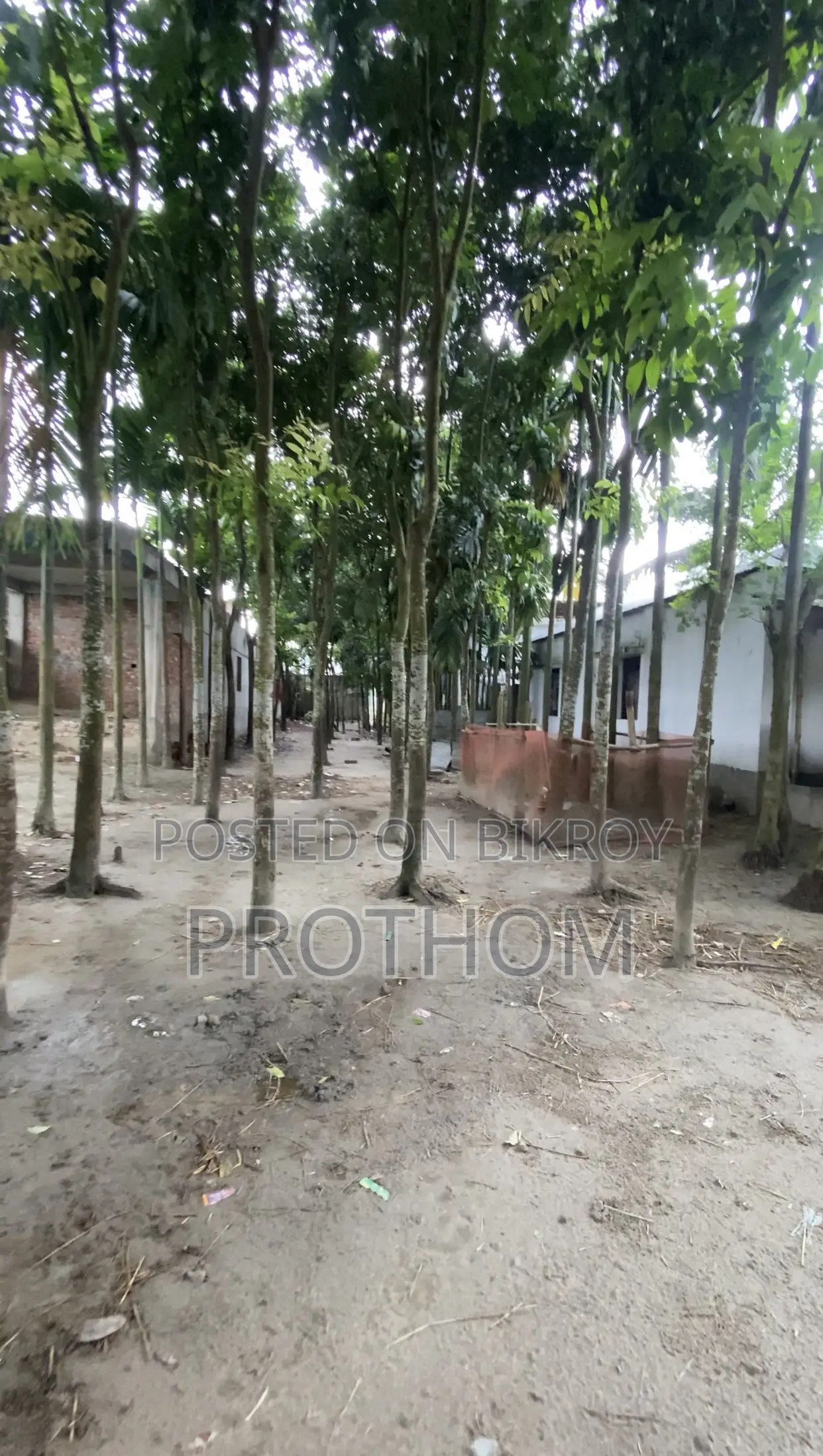 সোনাতলা রাস্তার পার্শ্বে ১৭.৫ শতক জমি বিক্রয়